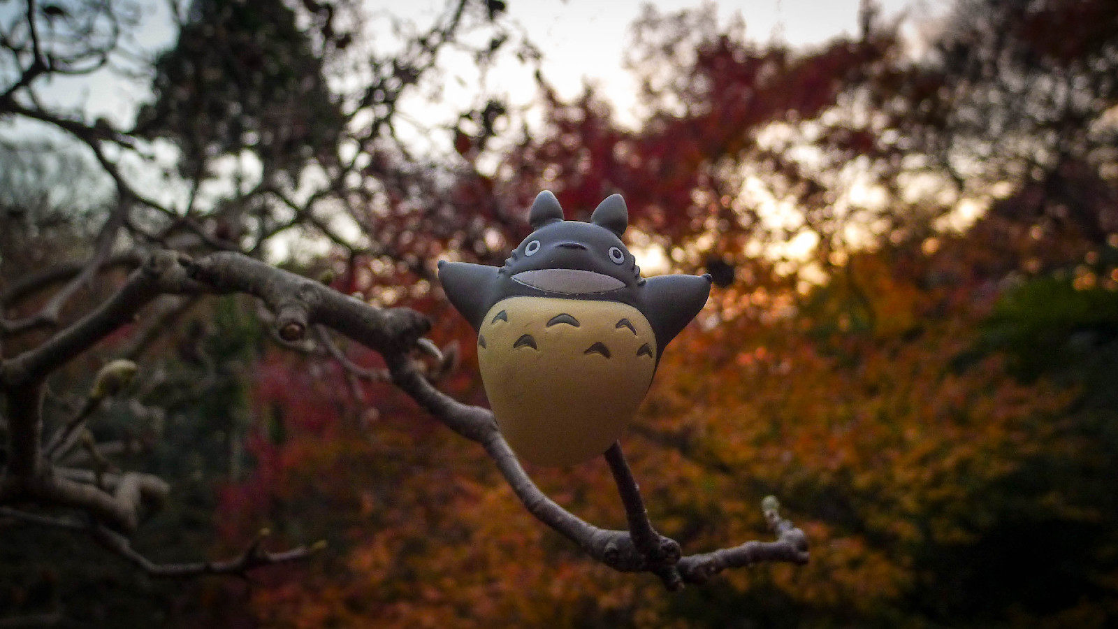 一只飞翔的龙猫